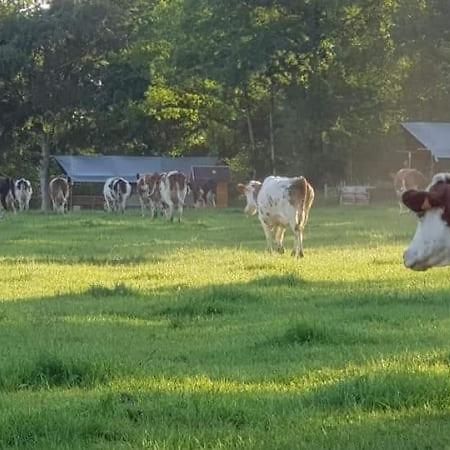 Hotel Glamping Des 2 Marguerites Bazoches-au-Houlme Esterno foto
