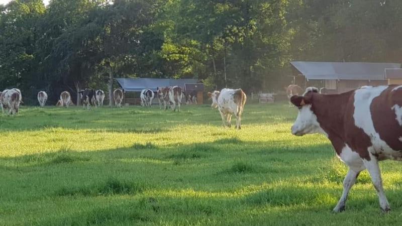 Hotel Glamping Des 2 Marguerites Bazoches-au-Houlme Esterno foto